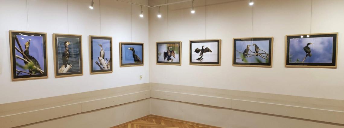 Wystawa fotografii pt. "Ptaszory" autorstwa Ziemowita Kalkowskiego.